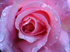 Rose - Pink