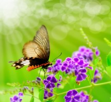 Butterfly on purple flower
